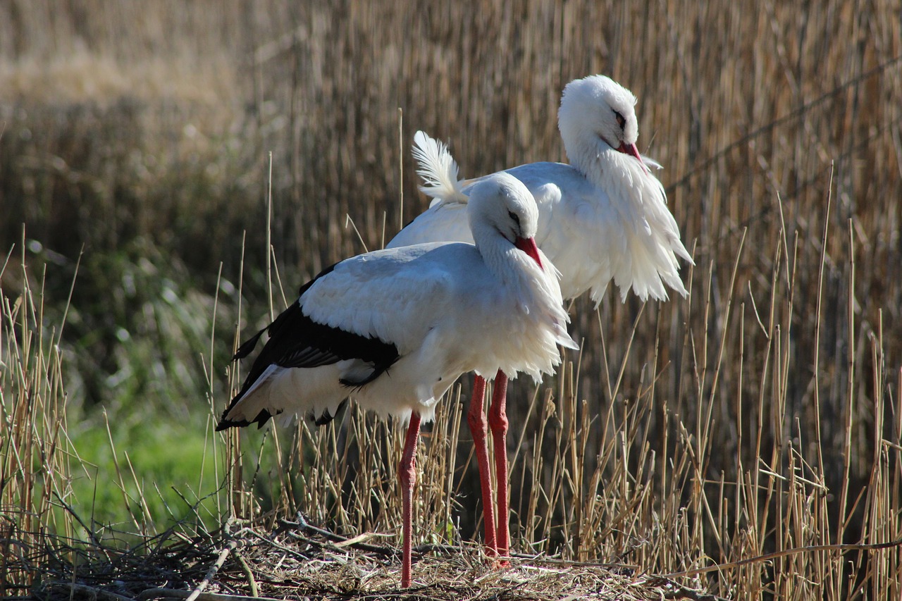 storks  plumage  nature free photo