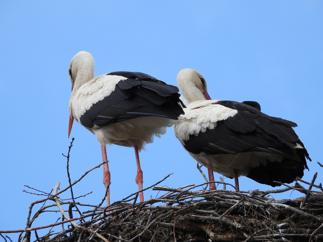 storks  the stork nest  spring free photo