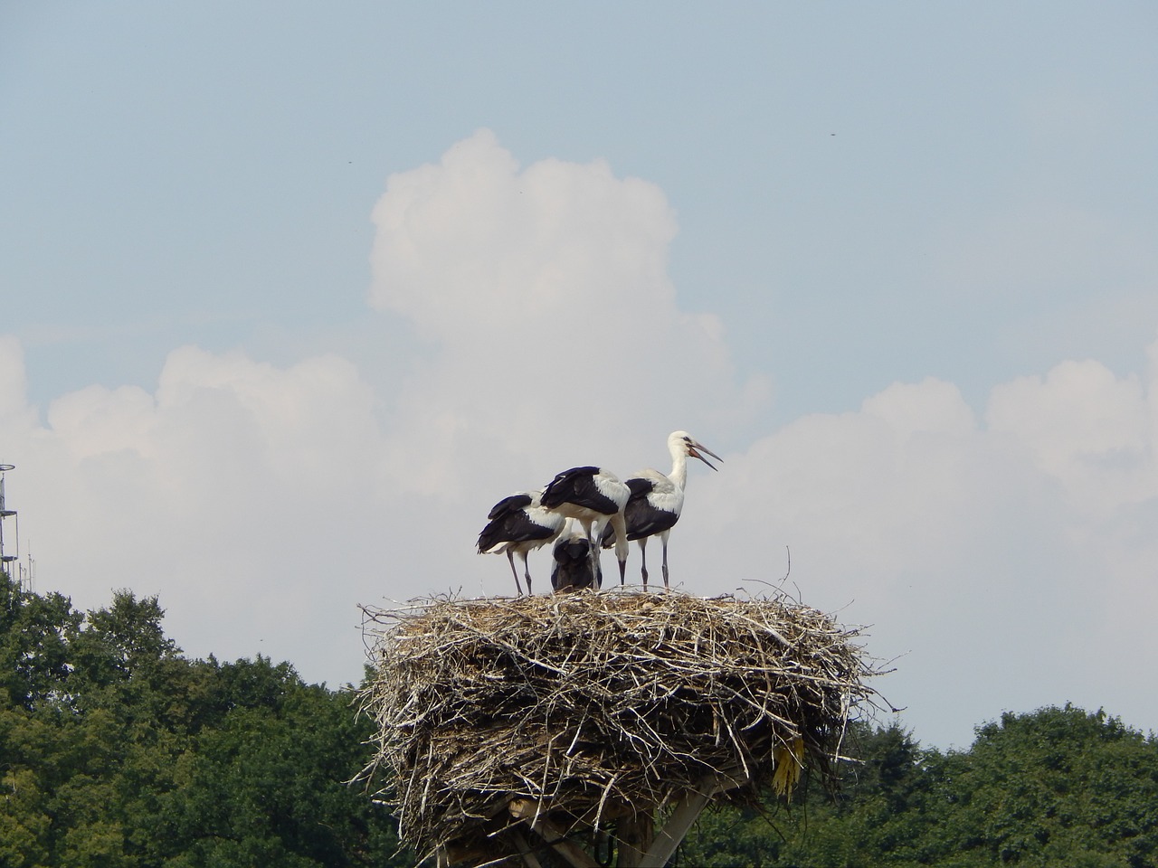 storks birds young free photo