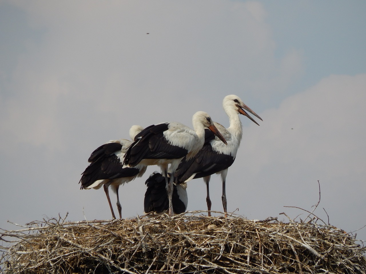 storks birds young free photo