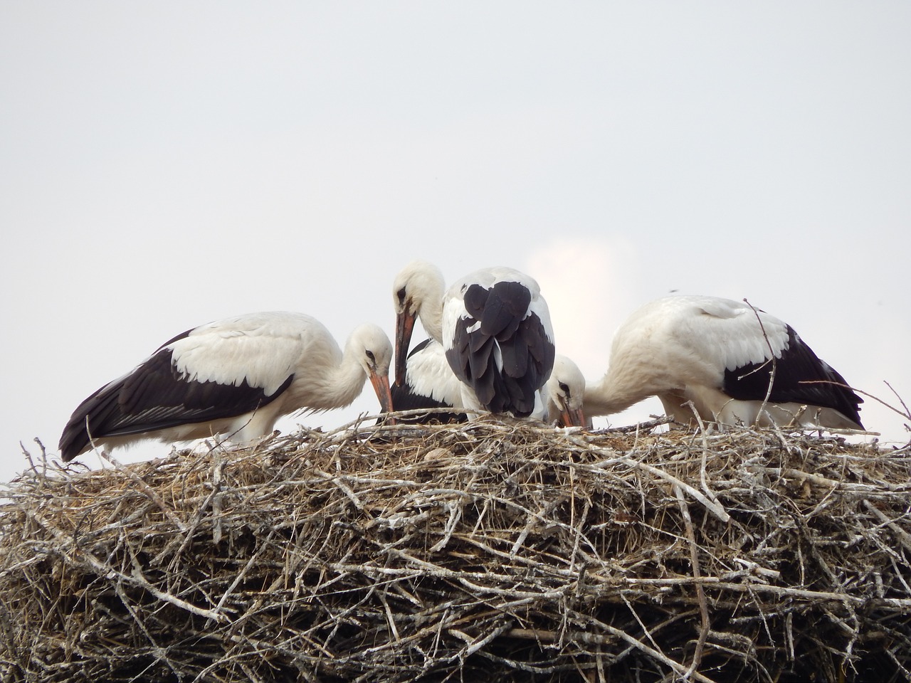 storks birds young free photo