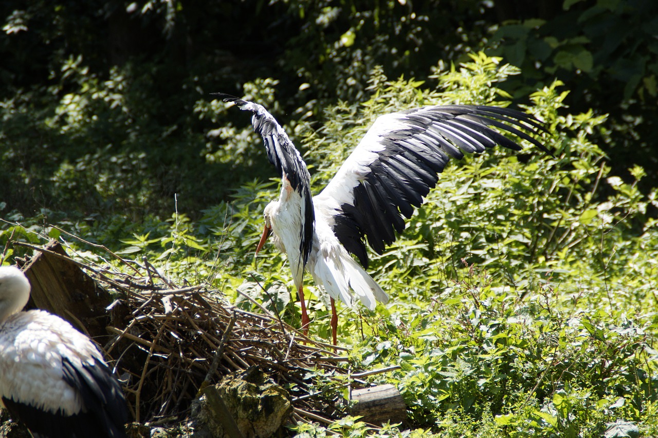 storks stork flügelschlagend free photo