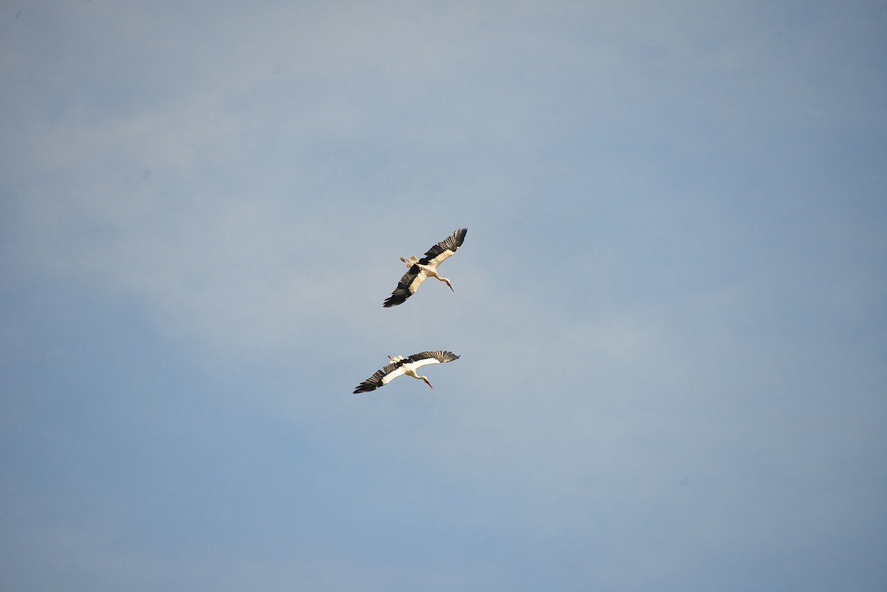 storks birds animals free photo