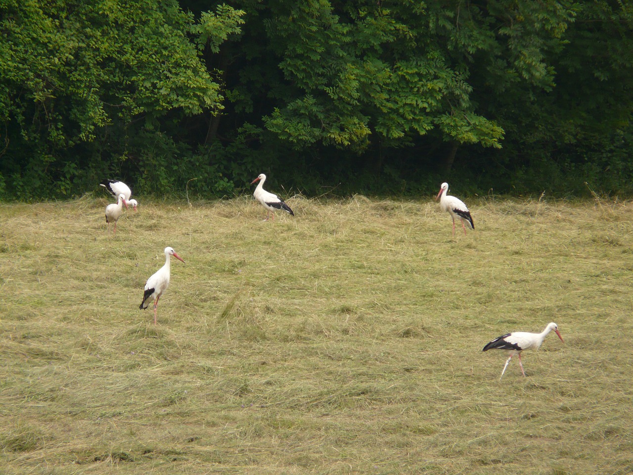 storks meadow bird free photo