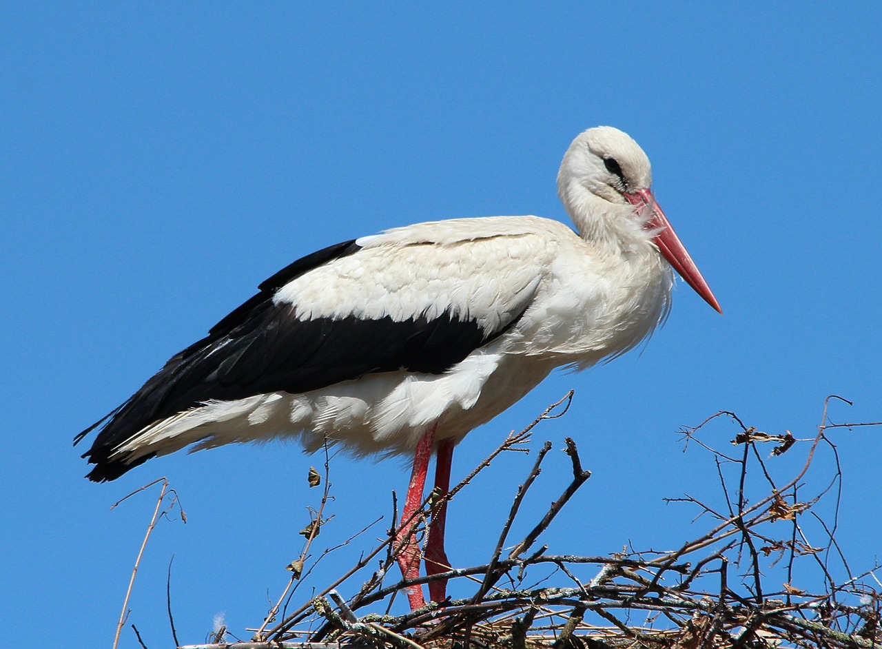 storks white stork mountain husen free photo