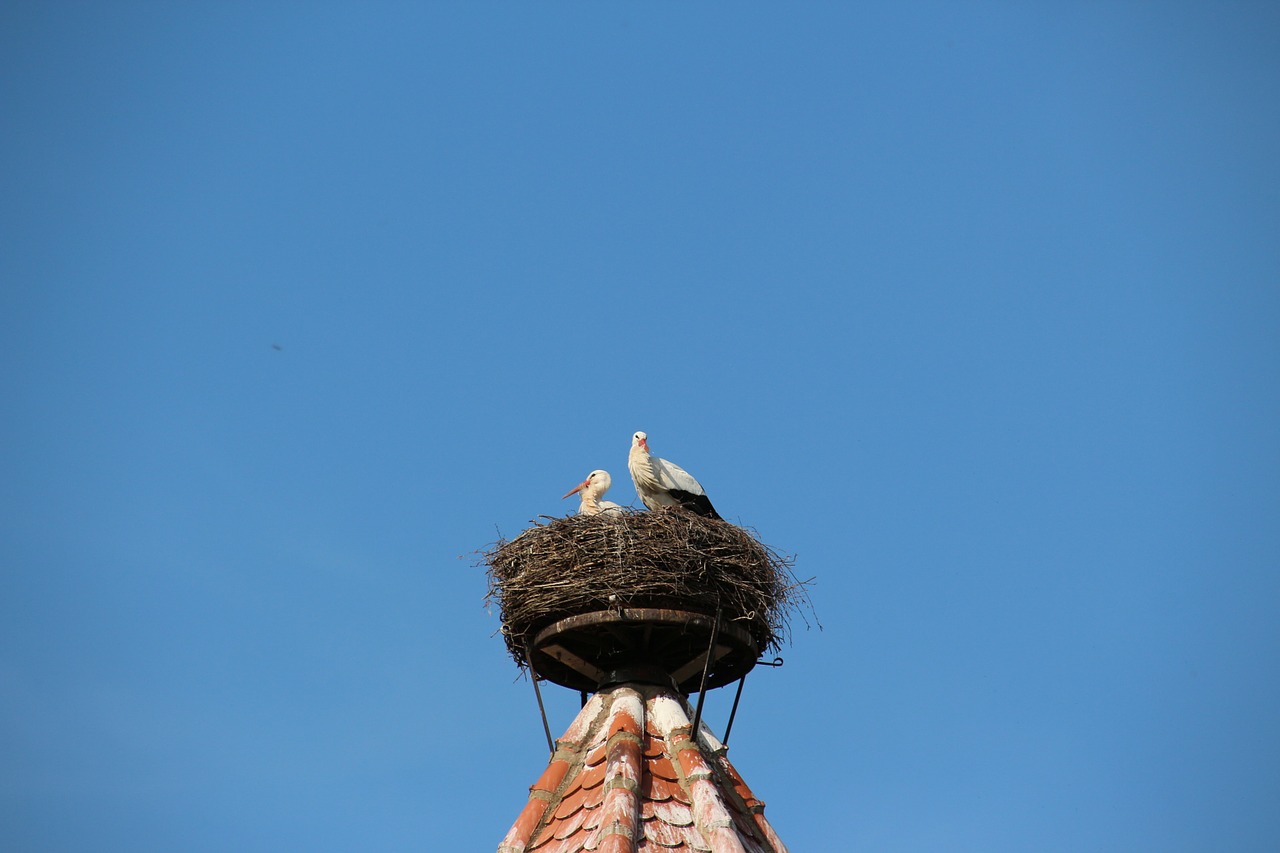 storks nest bird free photo