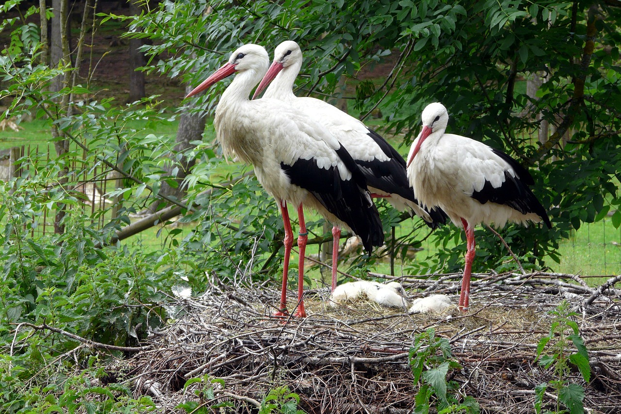 storks storchennest birds free photo