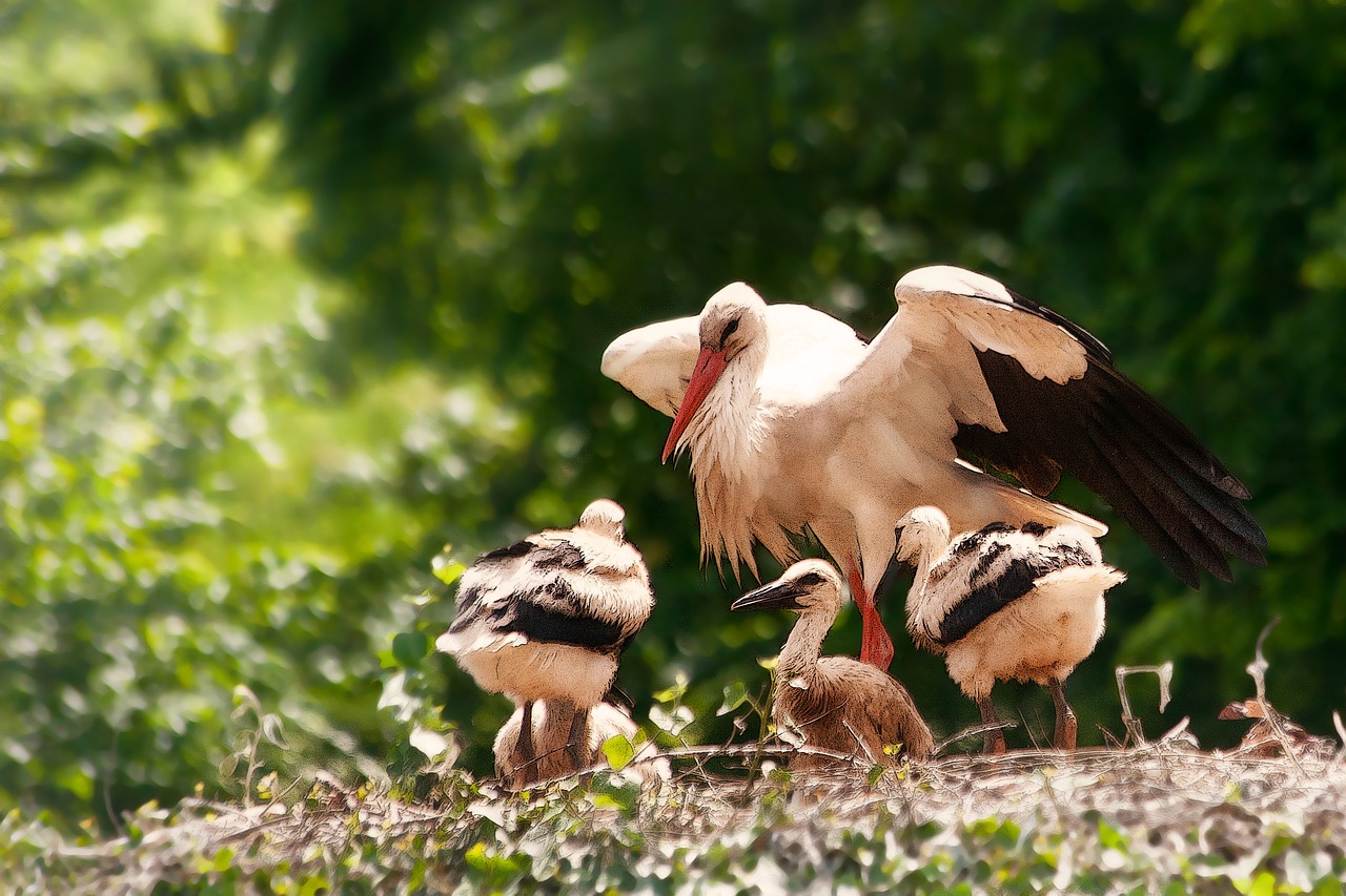 storks hatching young animals free photo
