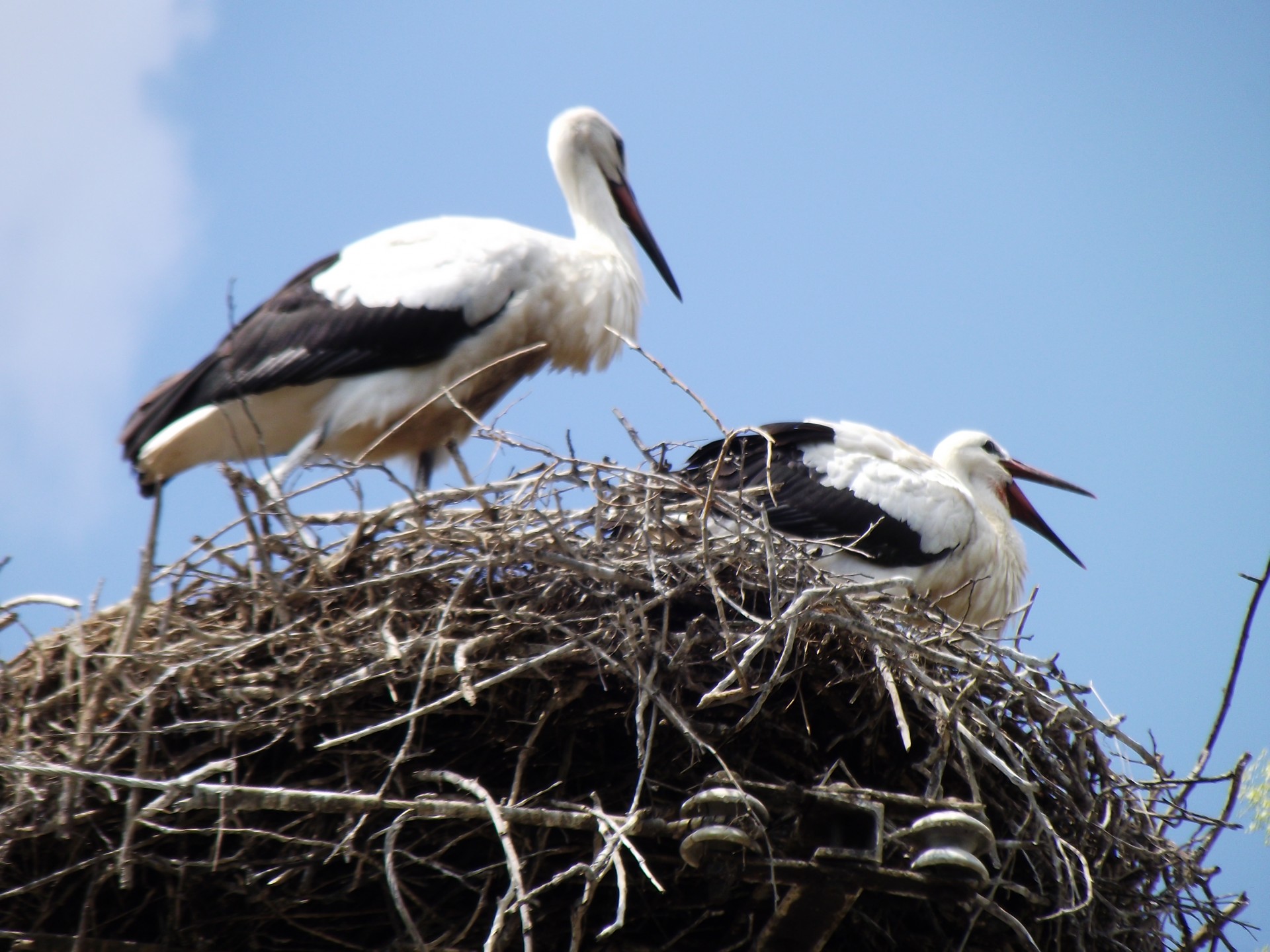 storks nest storks in nest free photo