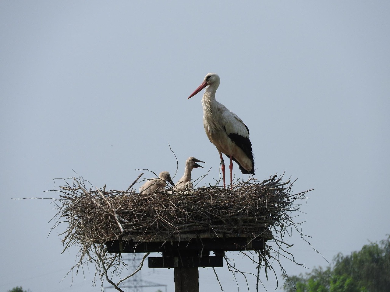 stork's nest boy nature free photo