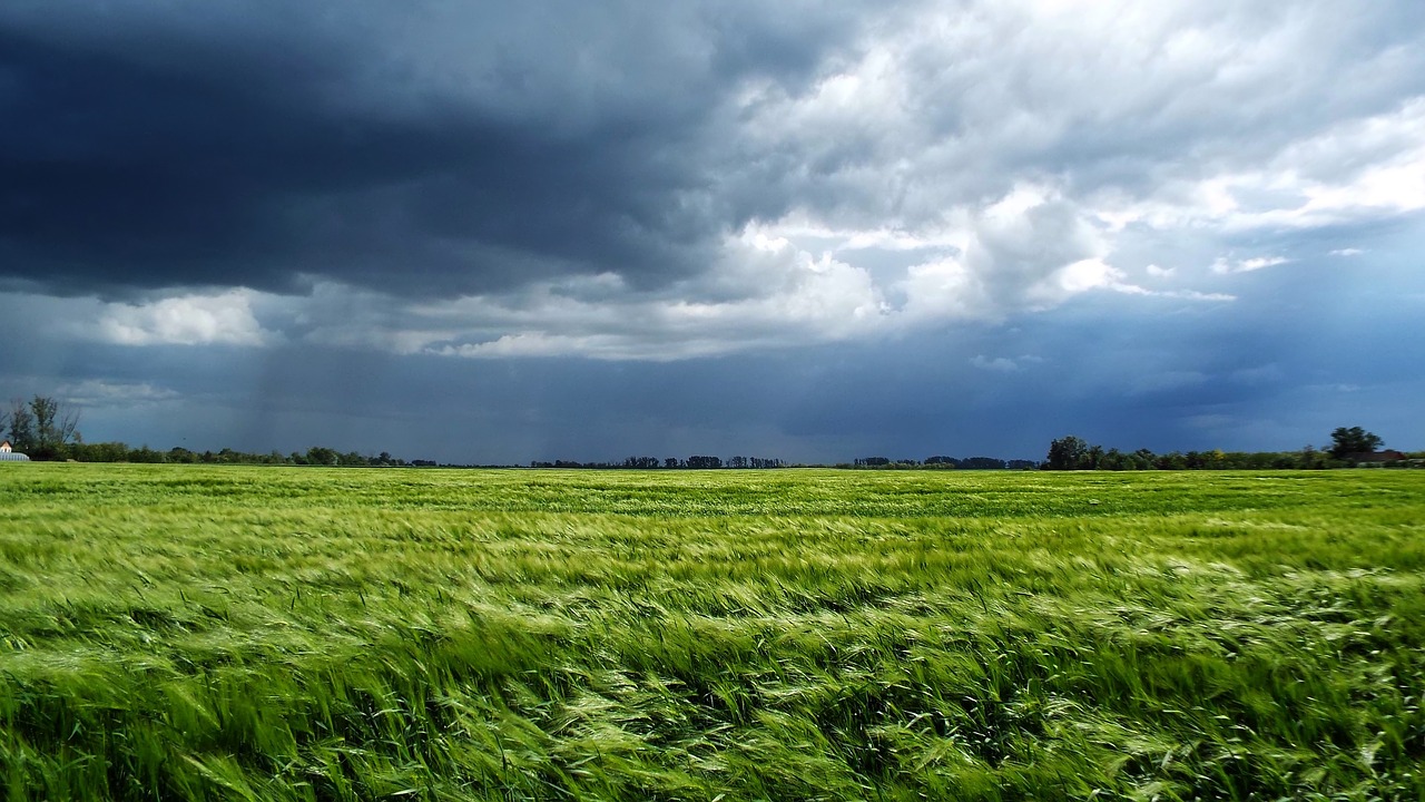 storm wheat cloud free photo