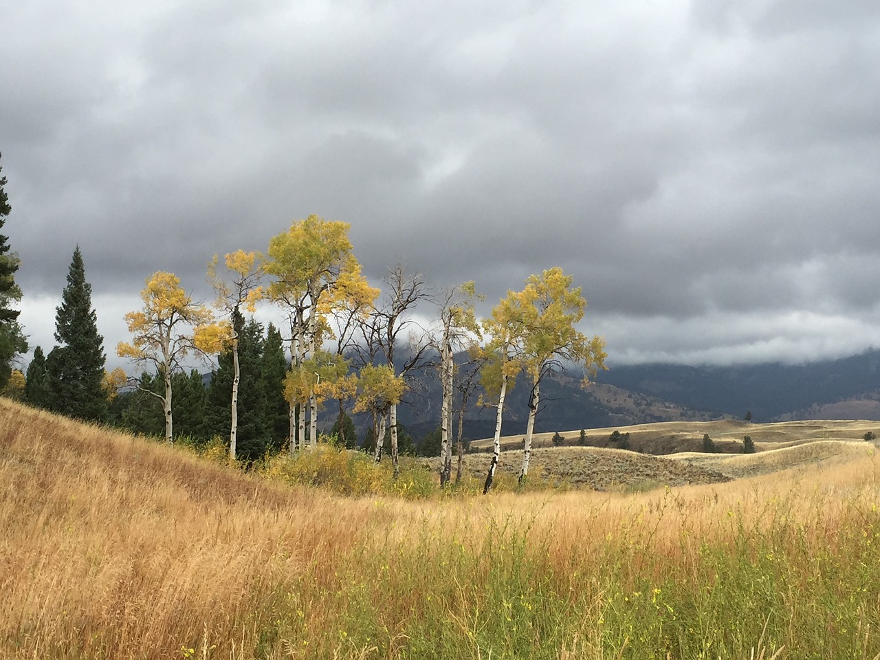 storm trees landscape free photo