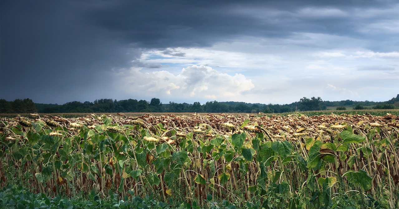 storm  sunflowers  landscape free photo