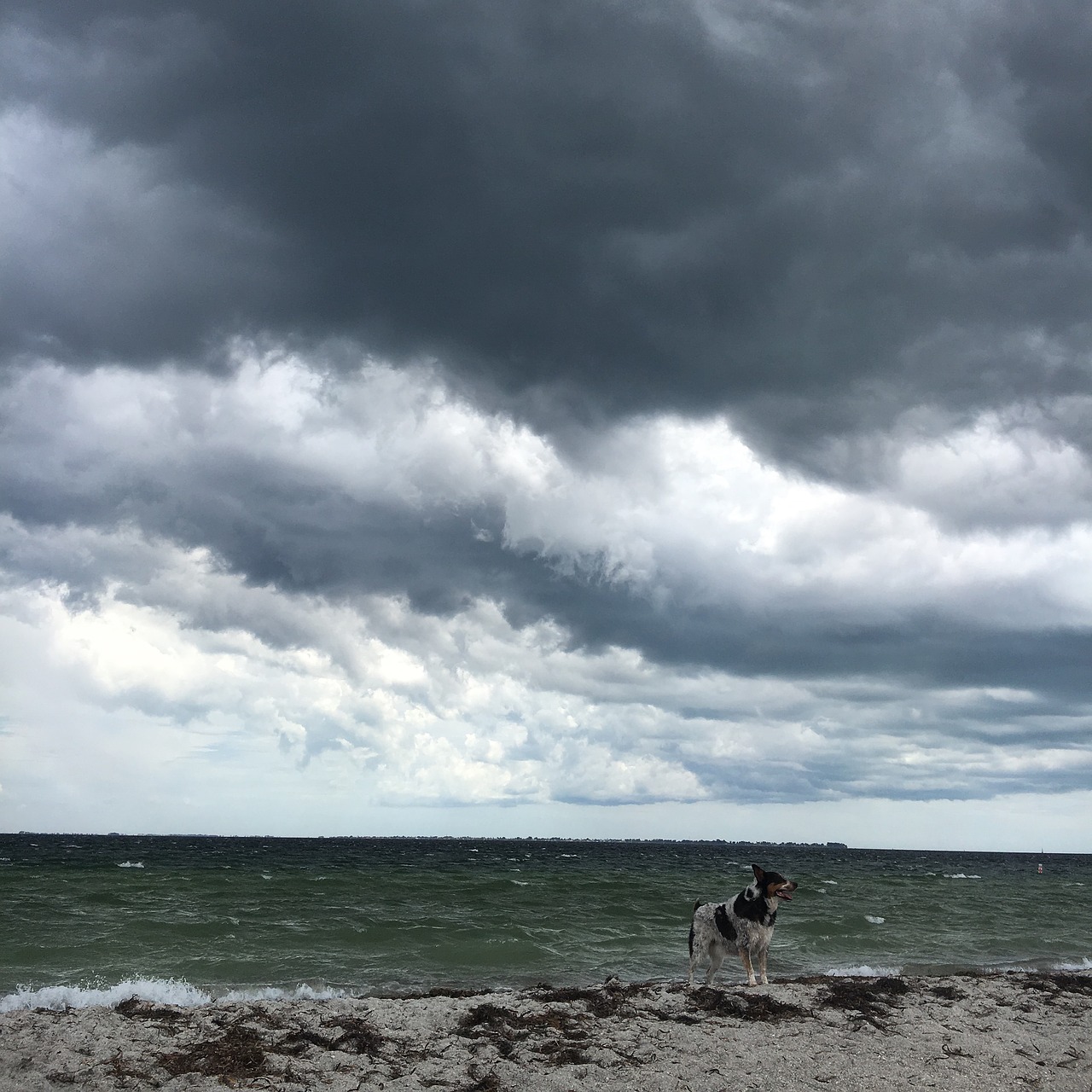 storm  dog on the beach  clouds free photo