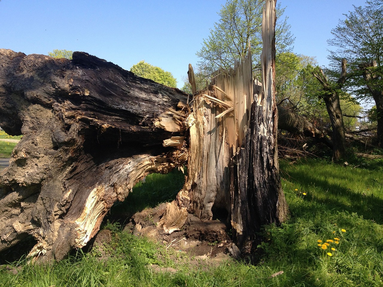 storm tree overturned free photo