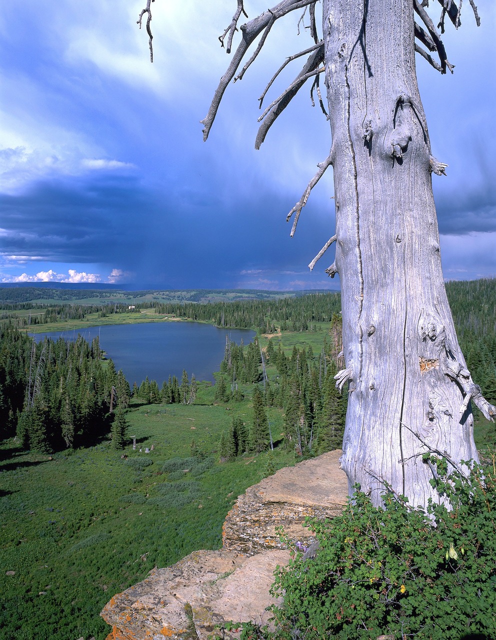 storm tree dramatic free photo