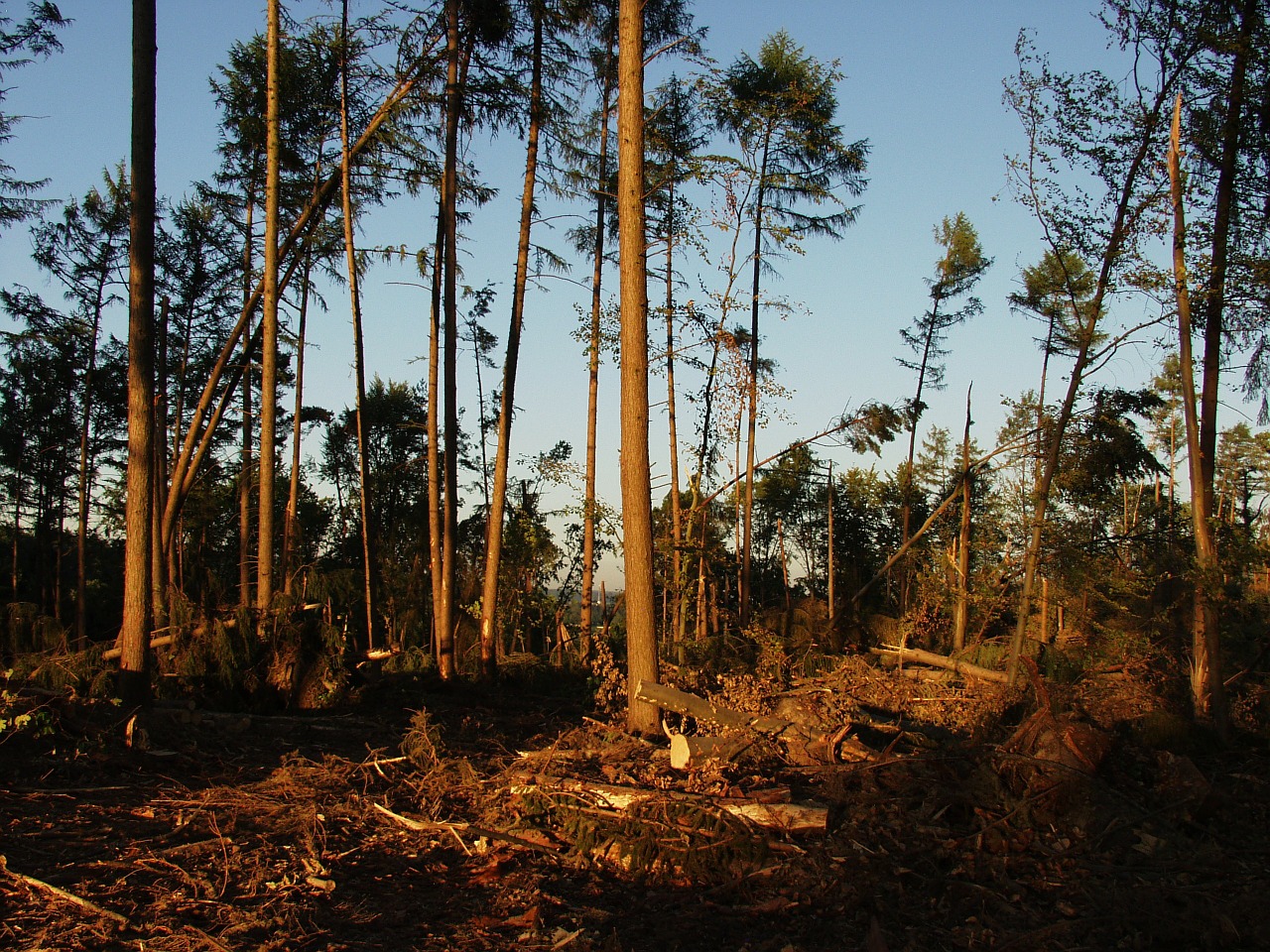 storm damage forest trees free photo