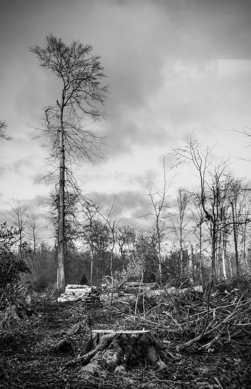 storm damage forest devastation free photo