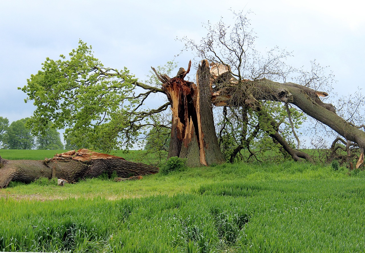 storm damage oak tree break free photo