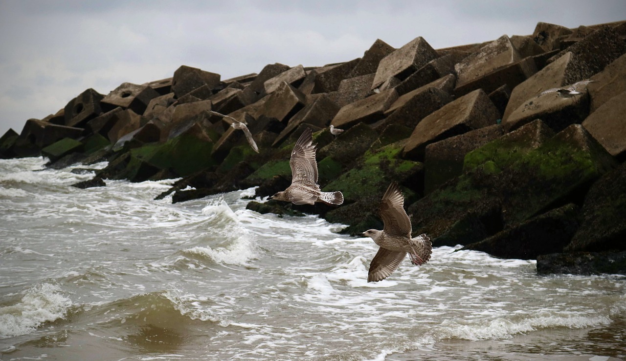 stormy  sea  seagull free photo