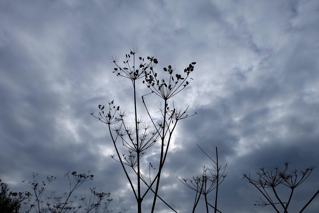 stormy sky  autumn  dried flowers free photo