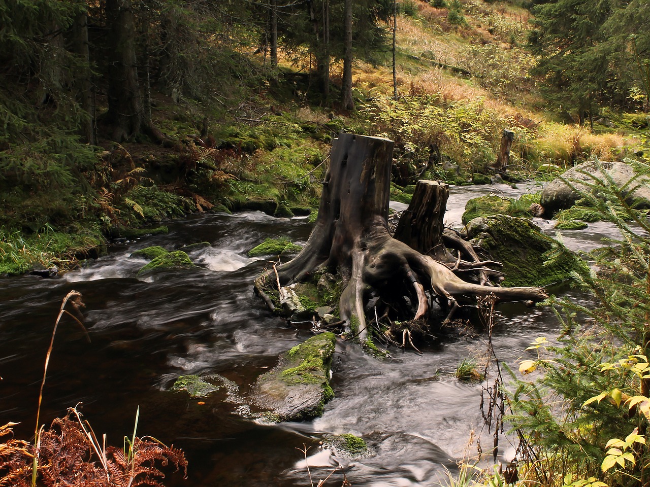 strain water stump free photo