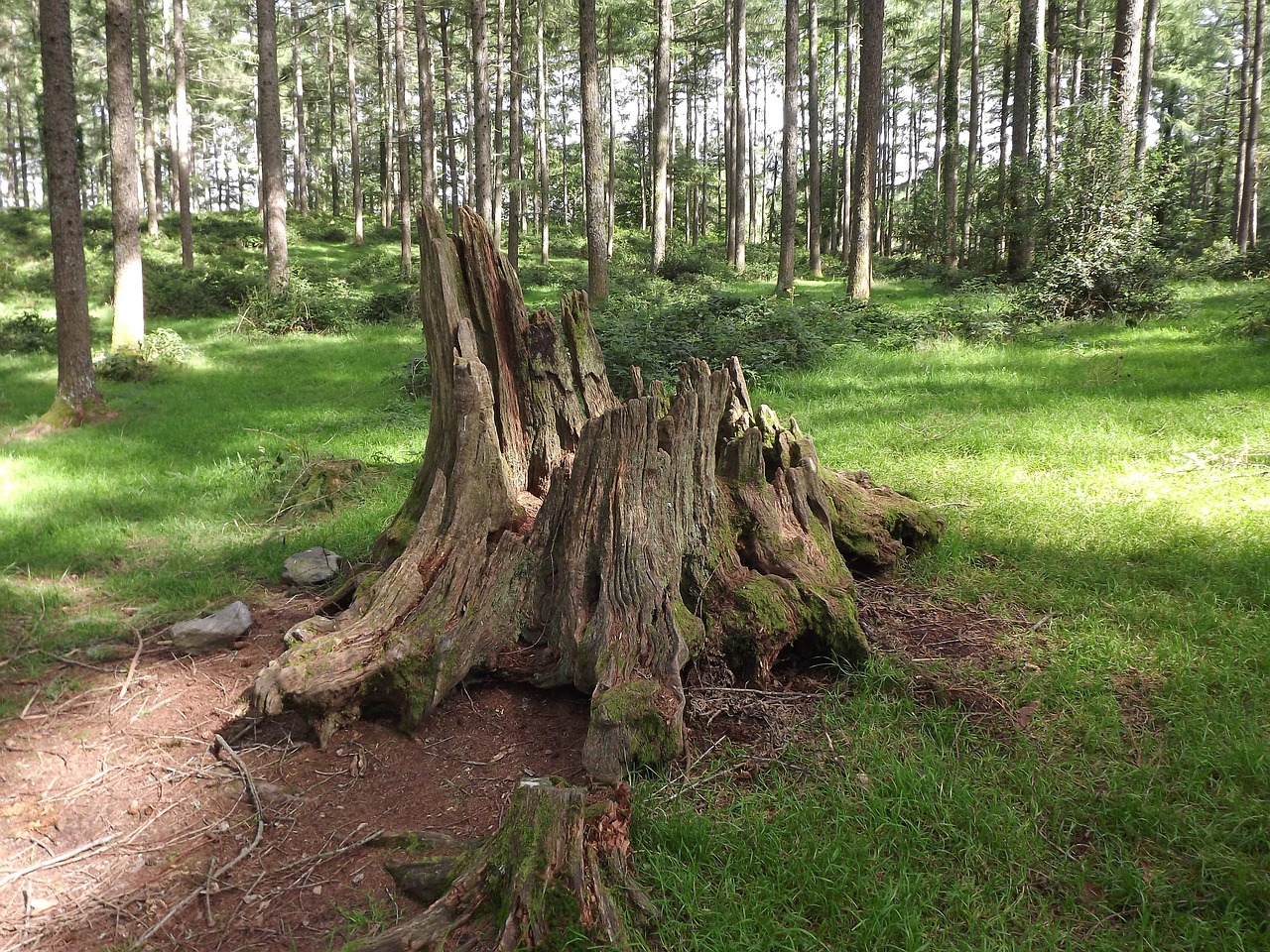 strain tree nature free photo