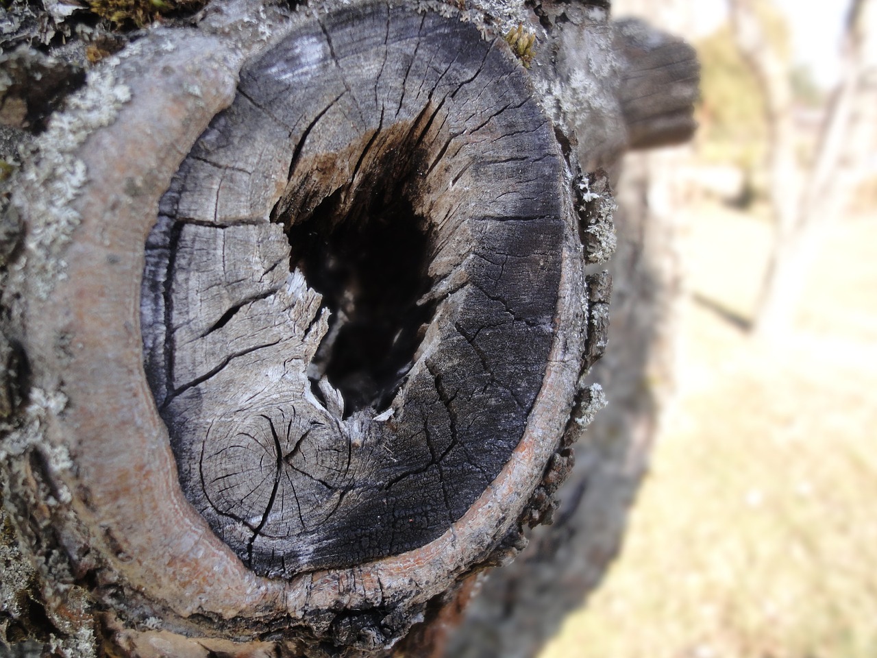 strain tree nature free photo