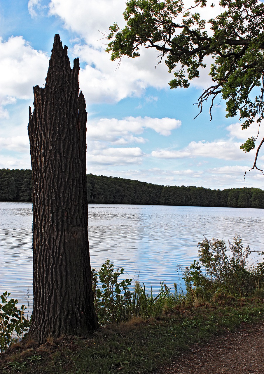 strain water pond free photo