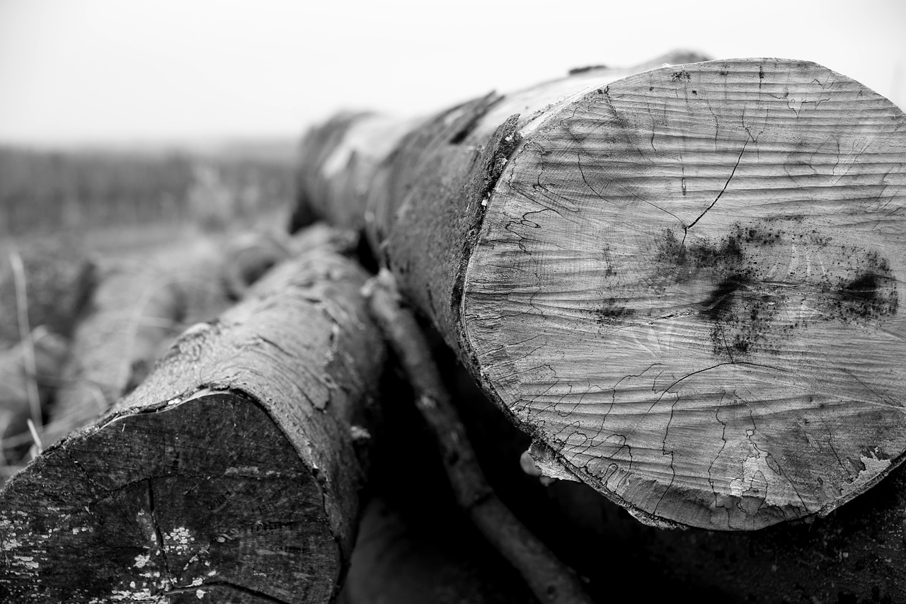strains of black-and-white wood mass of free photo