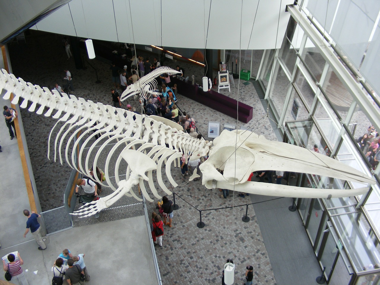 stralsund ozeaneum whale skeleton free photo