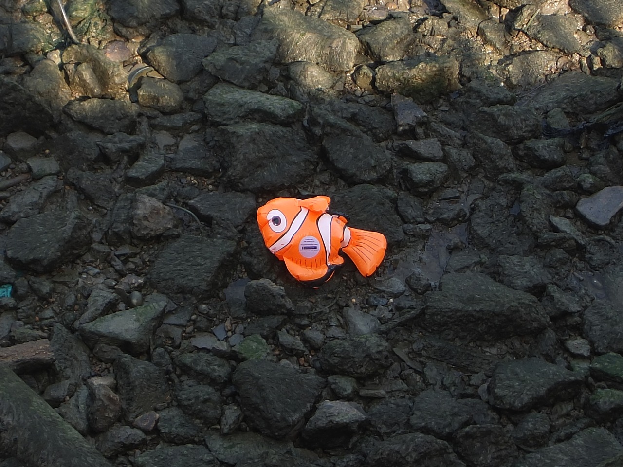 stranded fish river thames free photo