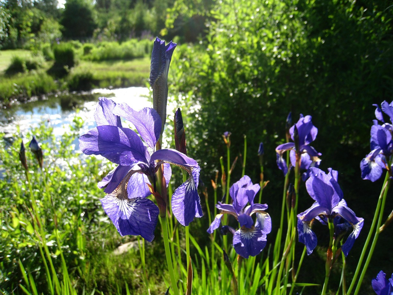 strandiris grass summer free photo