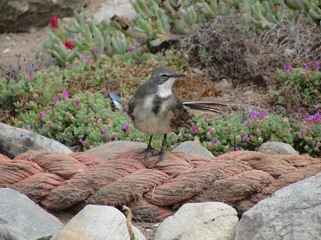 strandlooper bird bird on rope free photo