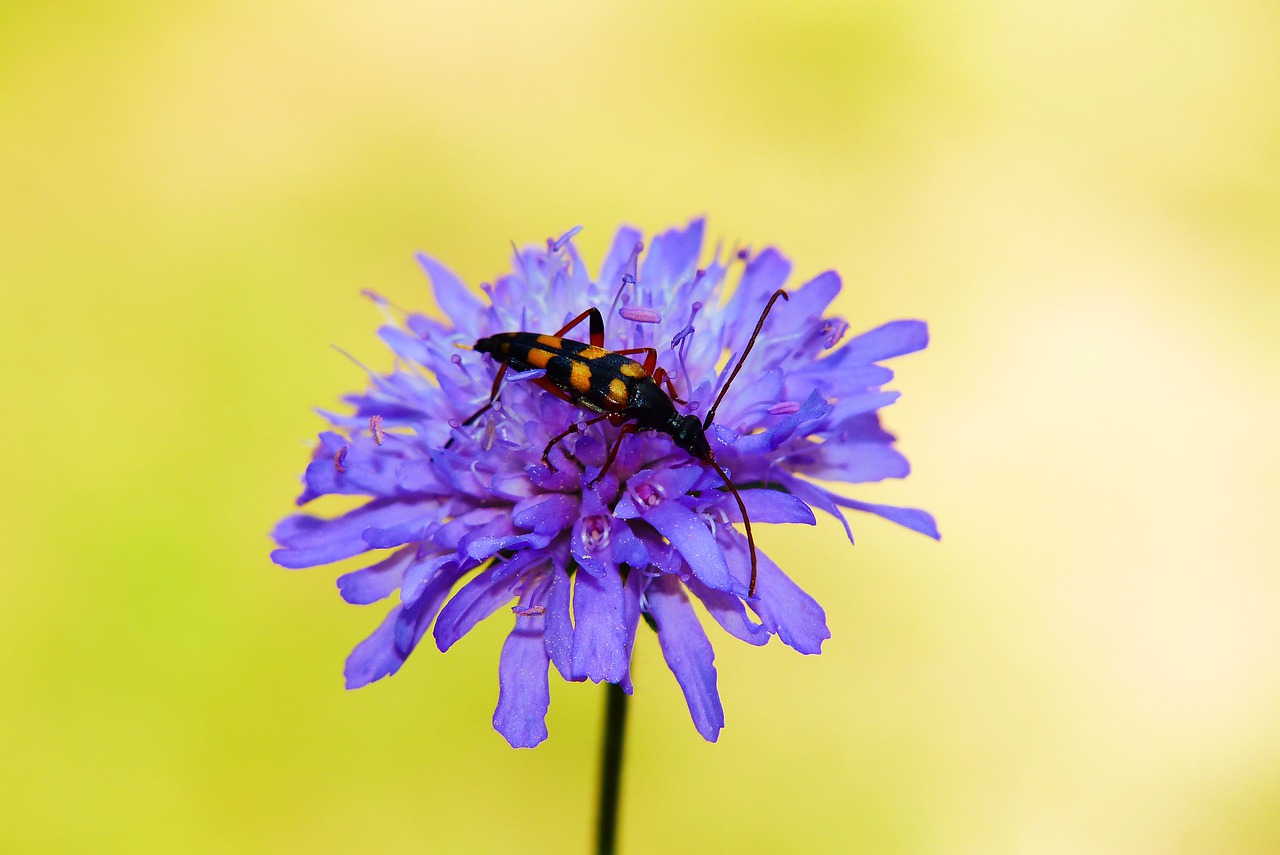 strangalia wysmukła  the beetle  flower free photo