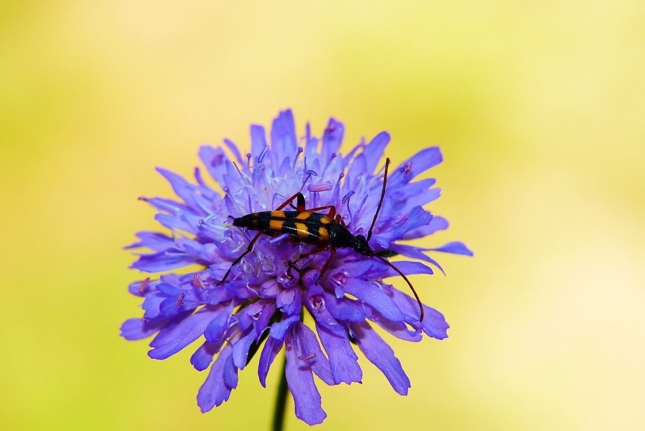 strangalia wysmukła  the beetle  flower free photo