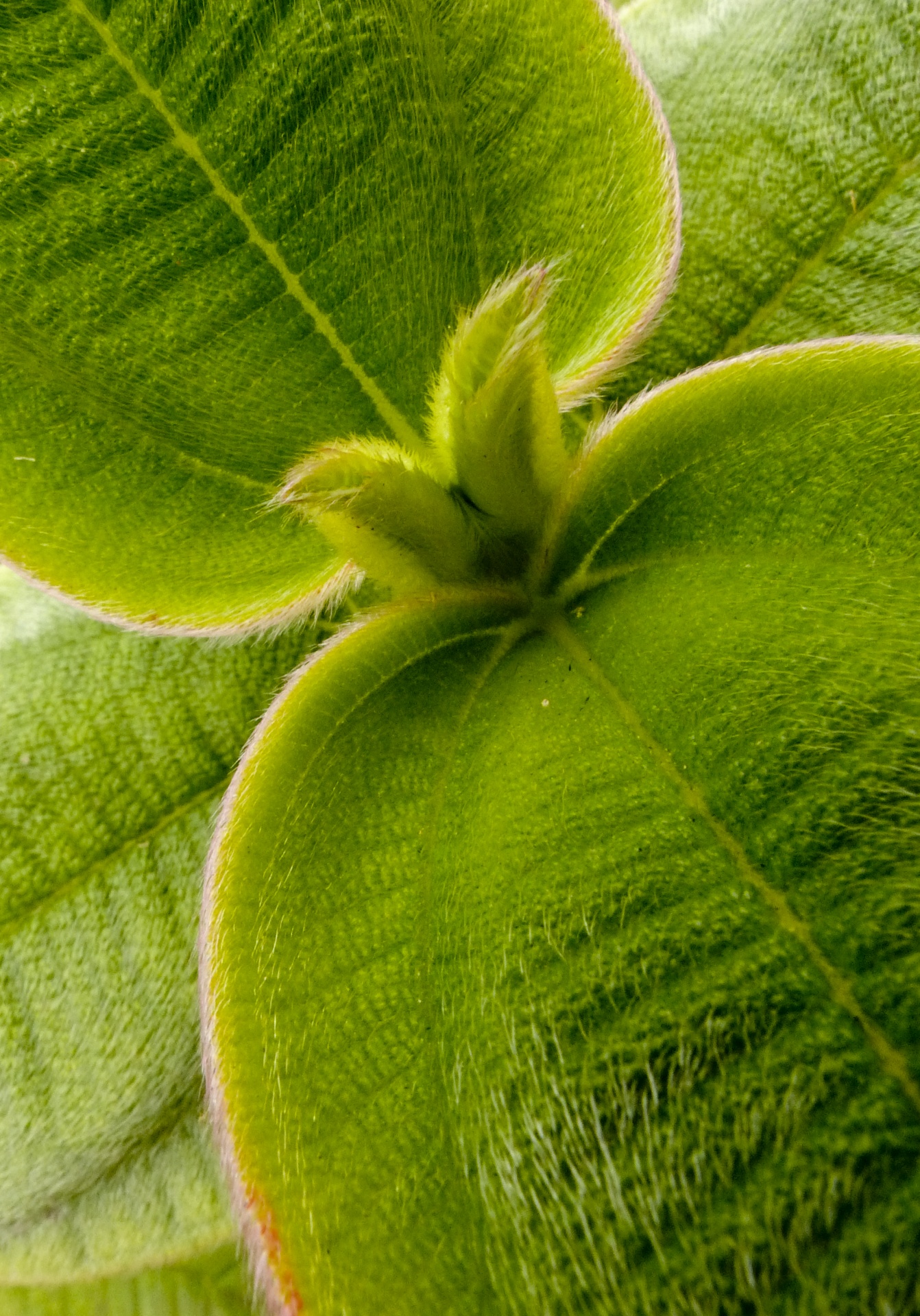 fuzzy leaf green free photo