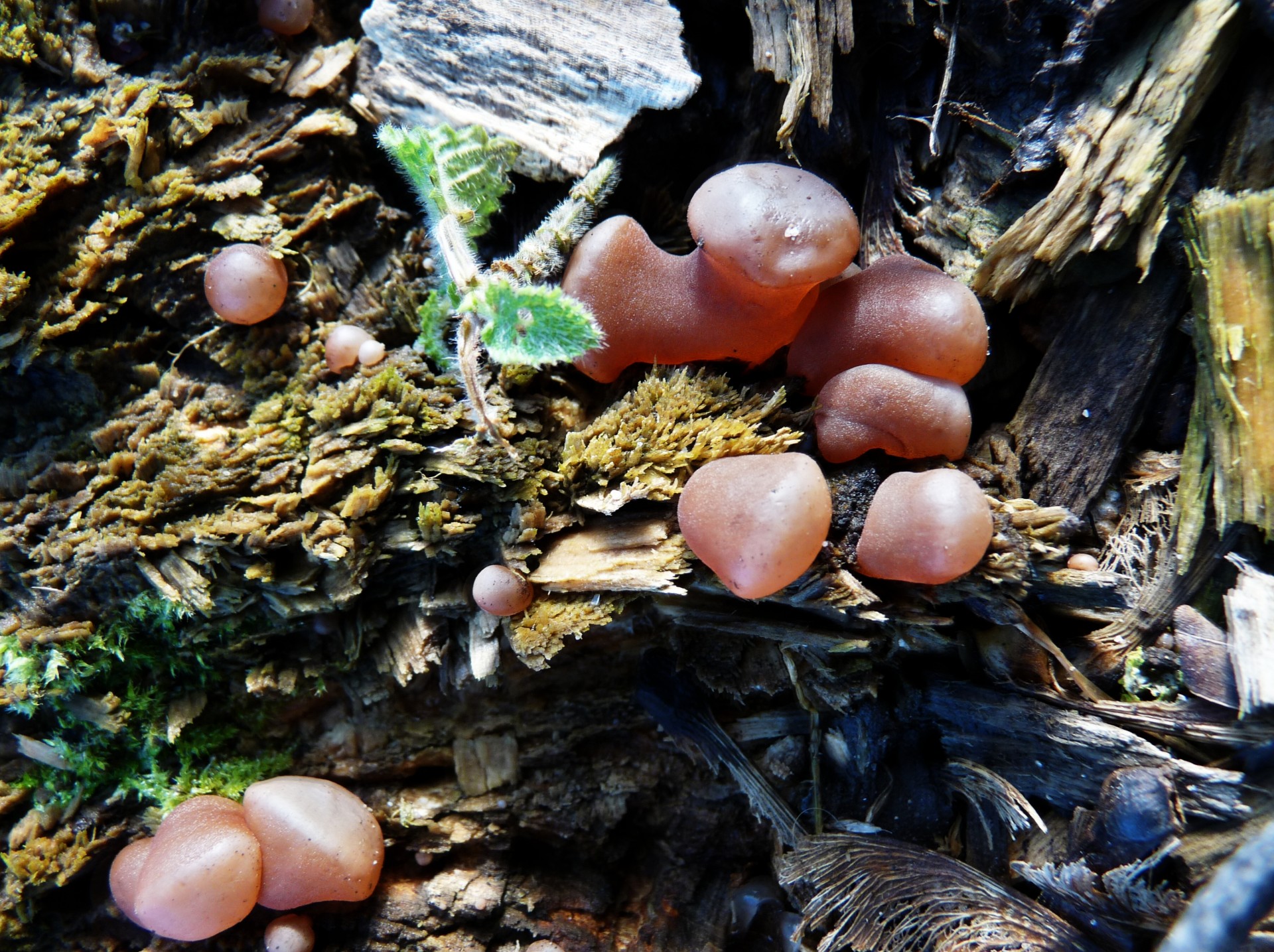 closeup mushrooms strange mushrooms free photo