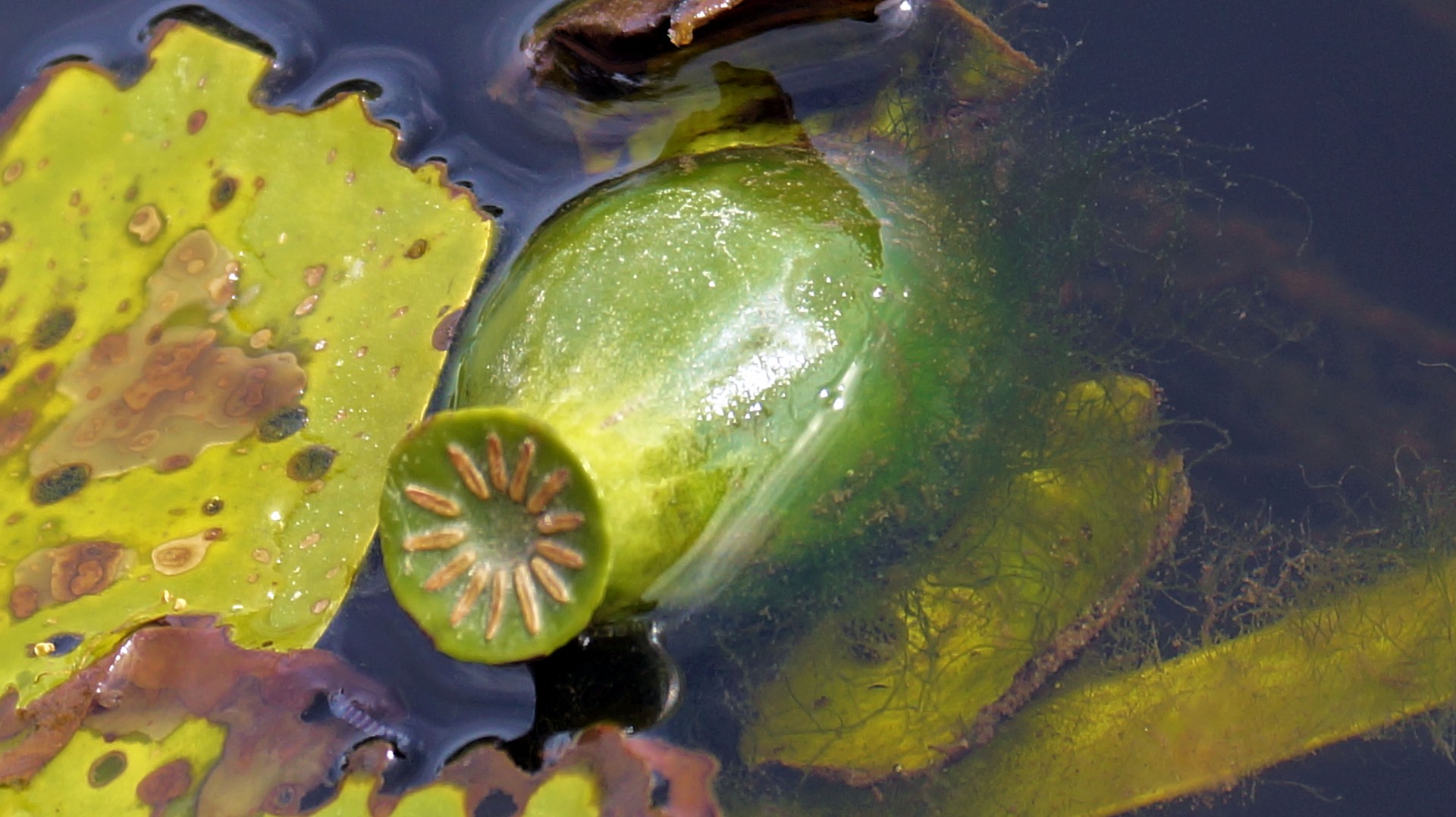 strange water plant free photo