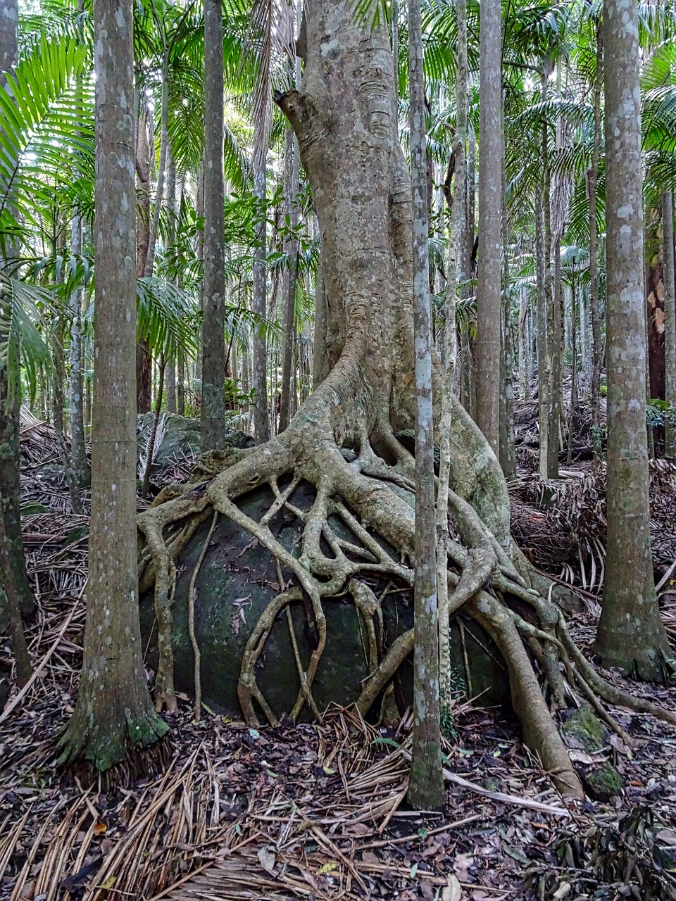 strangler fig trunk roots free photo