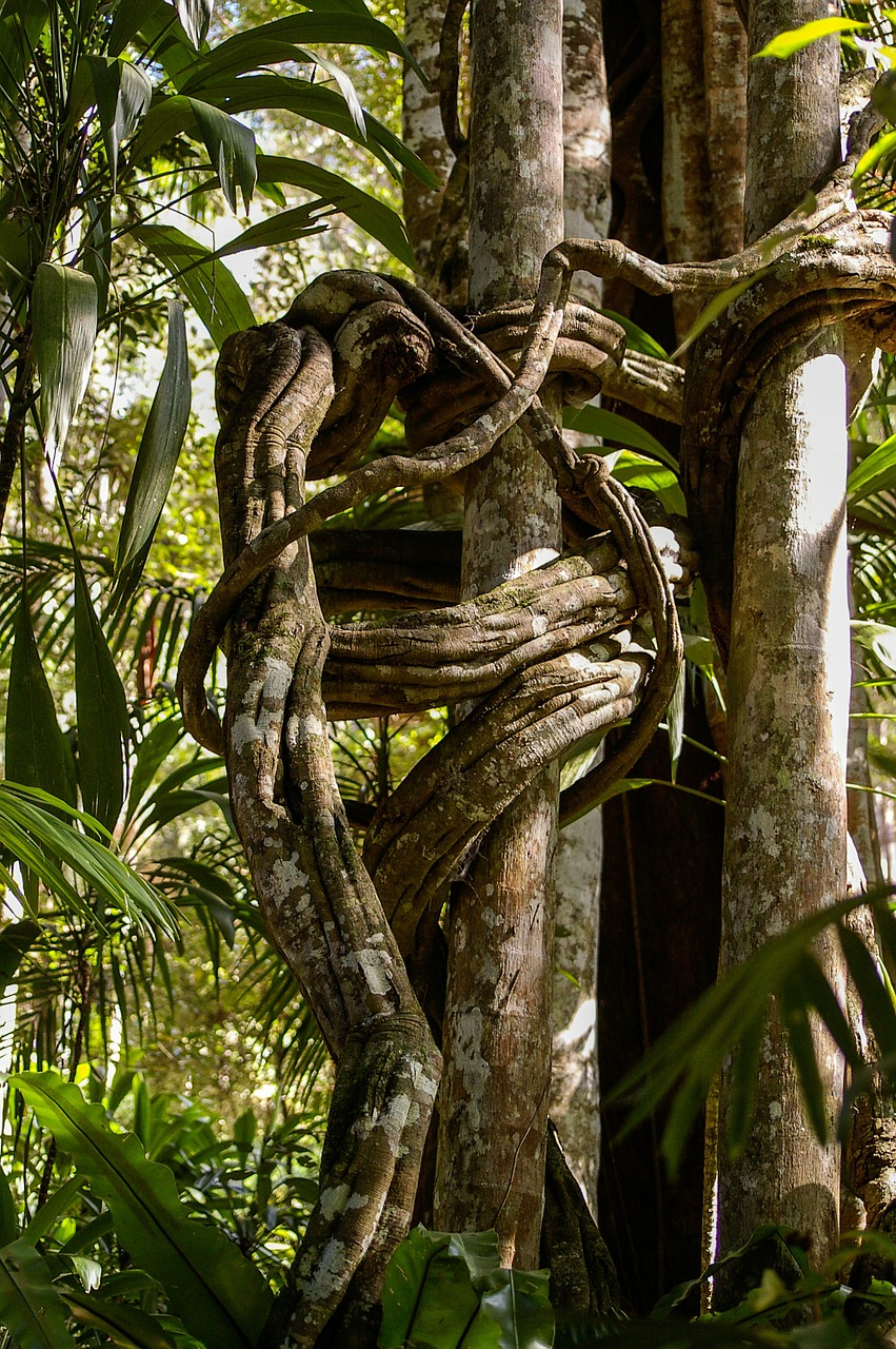 strangler fig jungle trees free photo