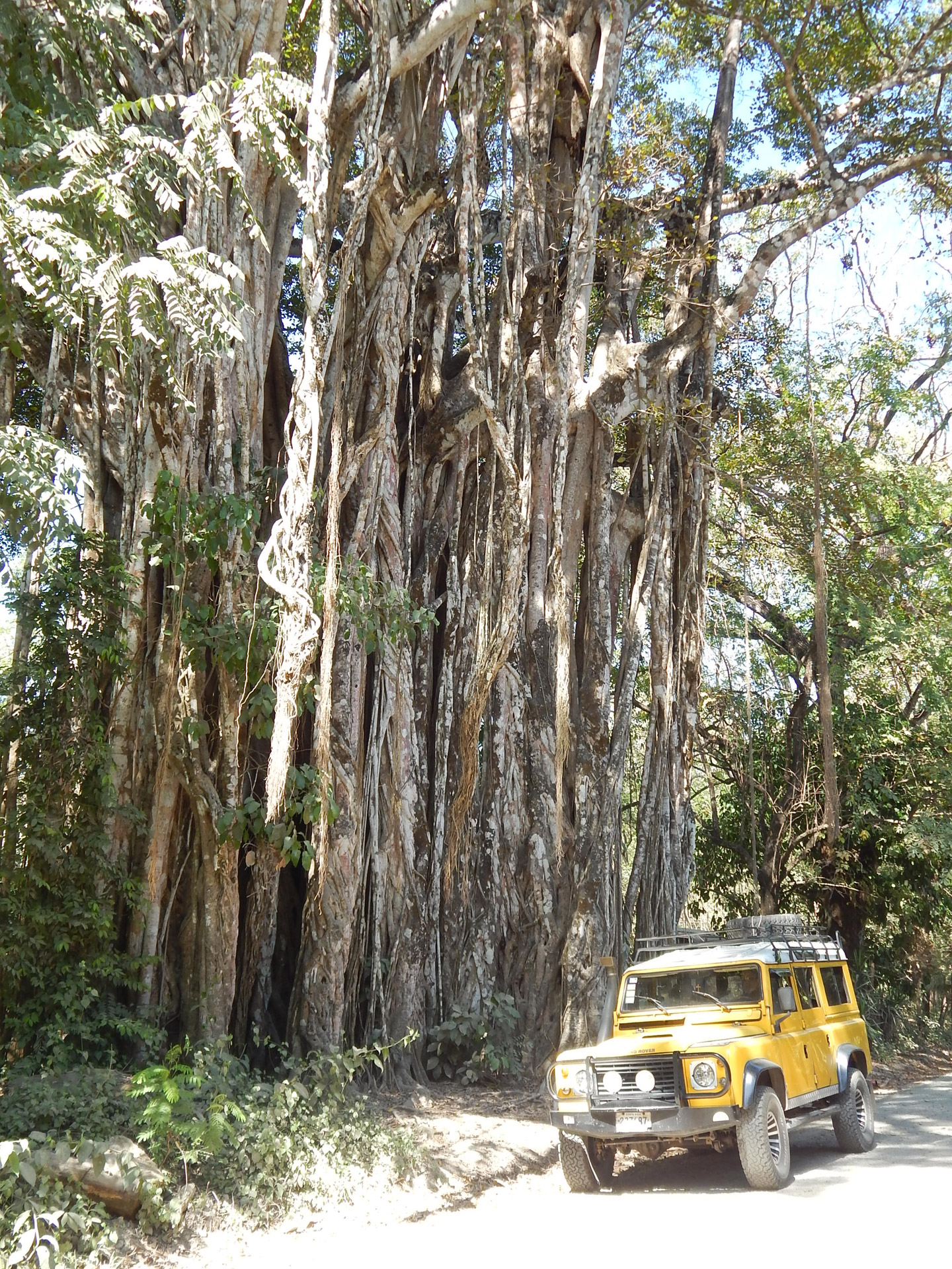 giant tree strangler fig free photo