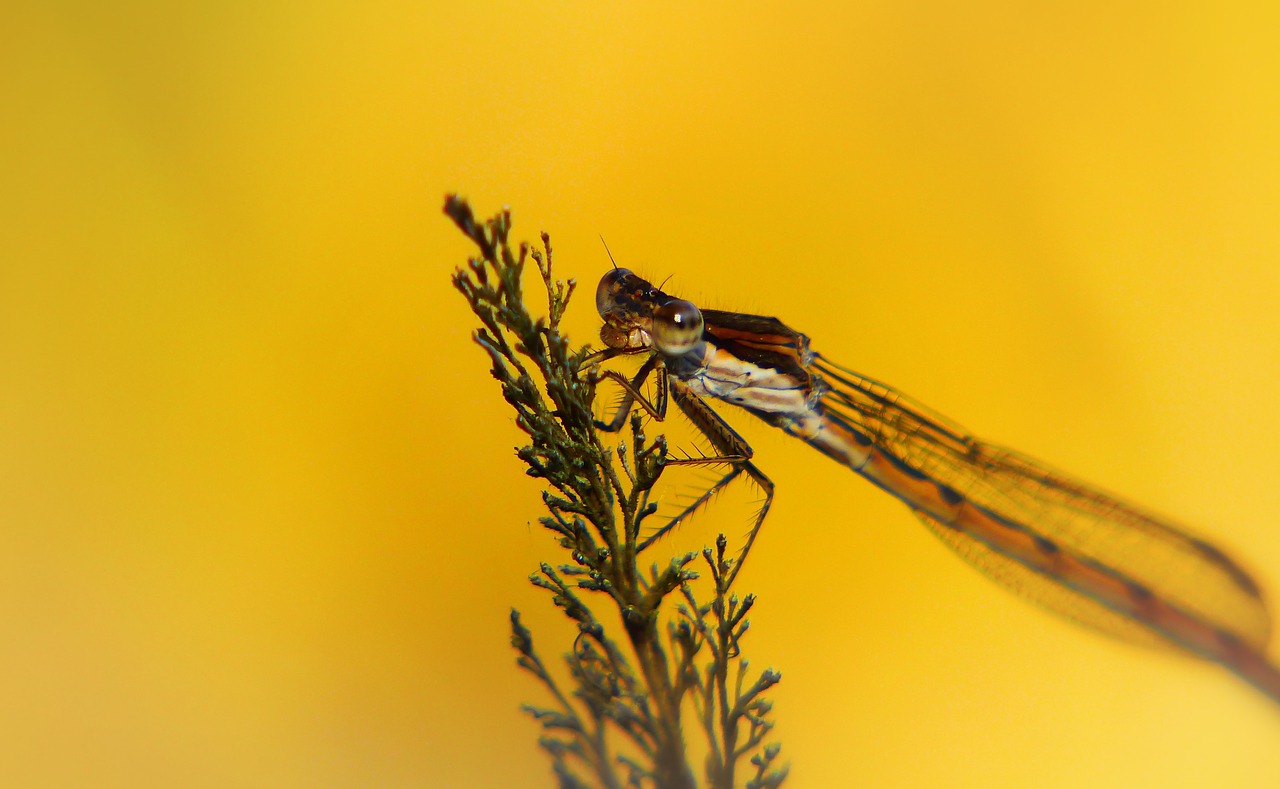 straszka total  zimówka rudawa  dragonflies równoskrzydłe free photo