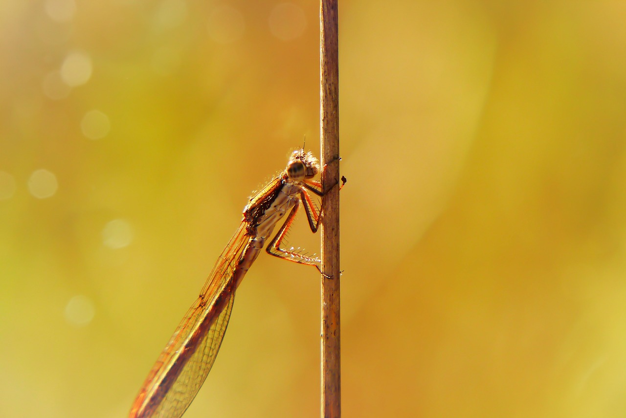 straszka total  dragonflies równoskrzydłe  insect free photo