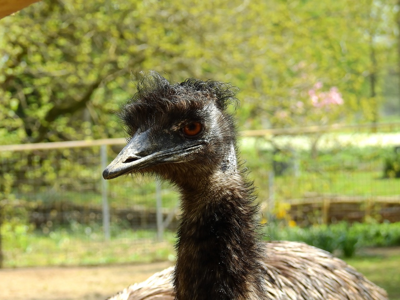 strauss bird ostrich free photo