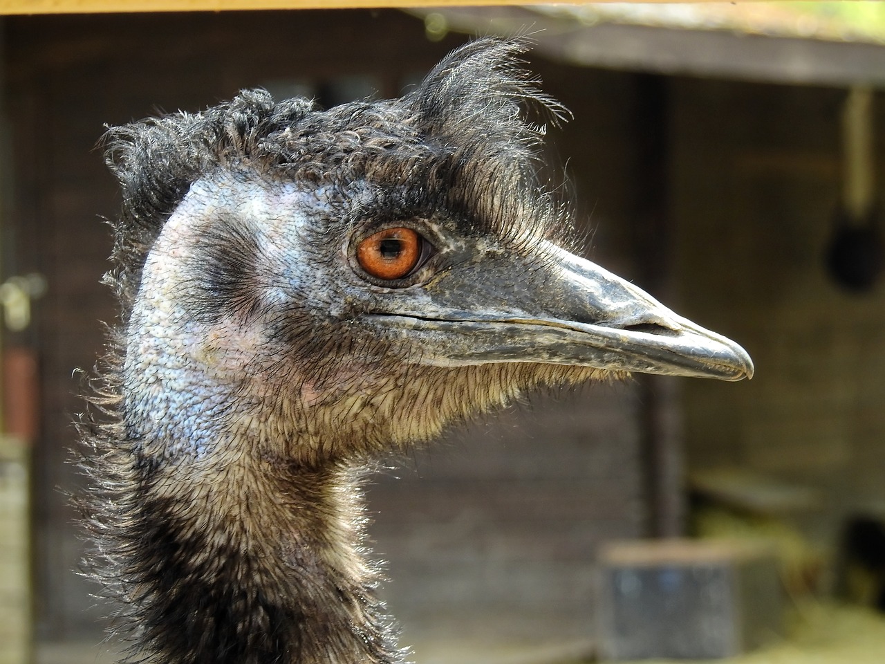 strauss bird ostrich free photo