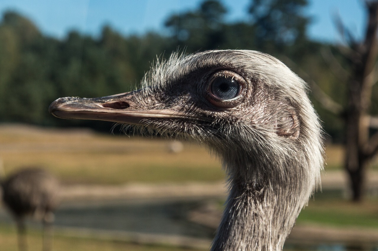 strauss bird wildlife photography free photo