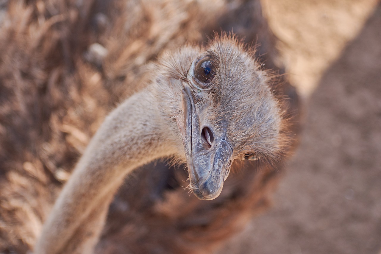 strauss bird runners free photo