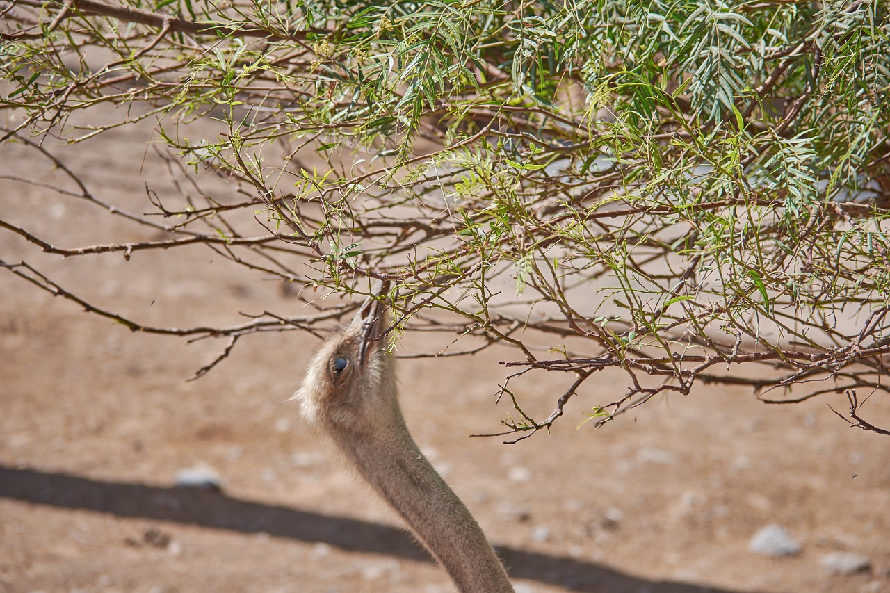 strauss bird runners free photo