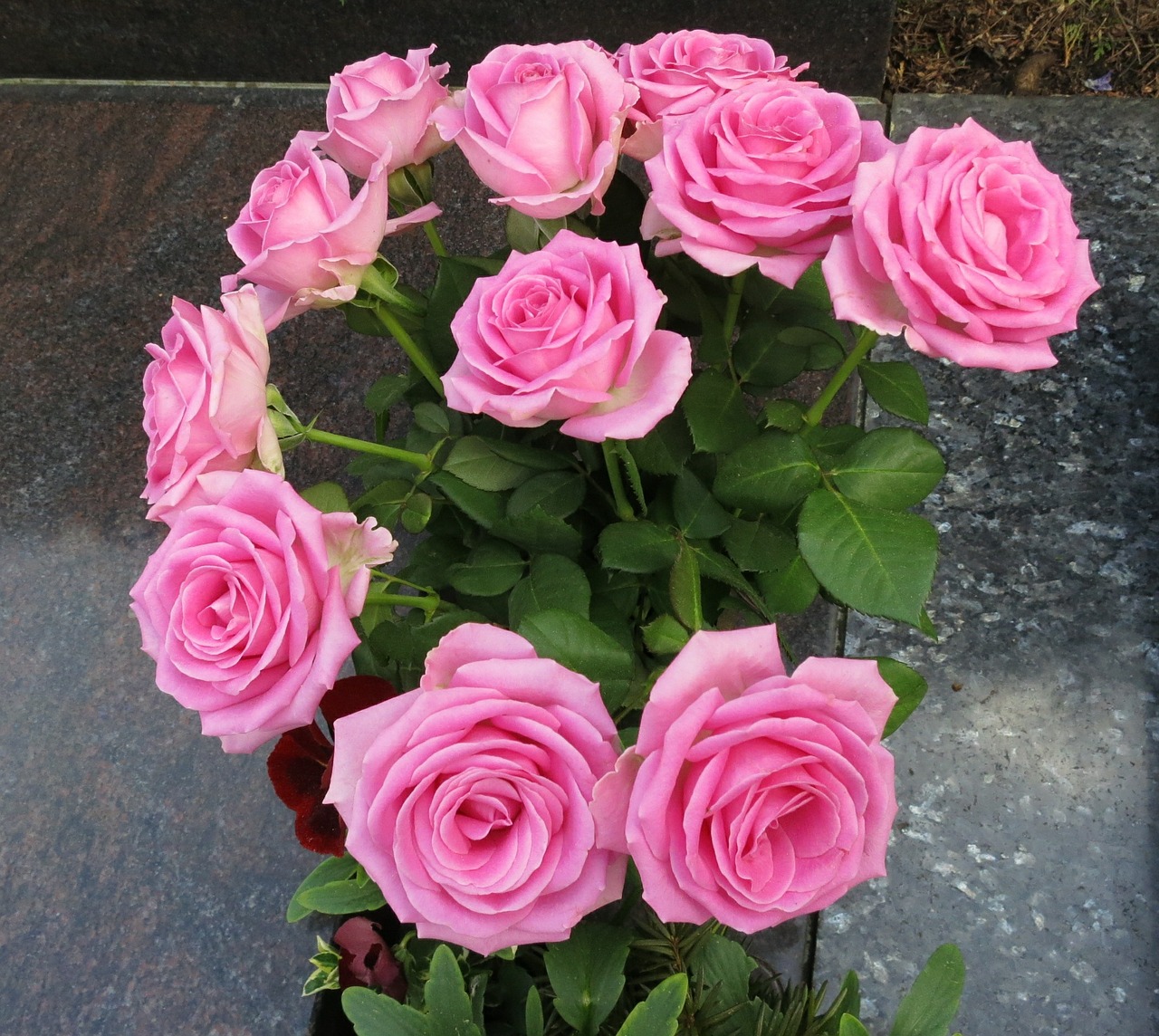 strauss roses farewell free photo